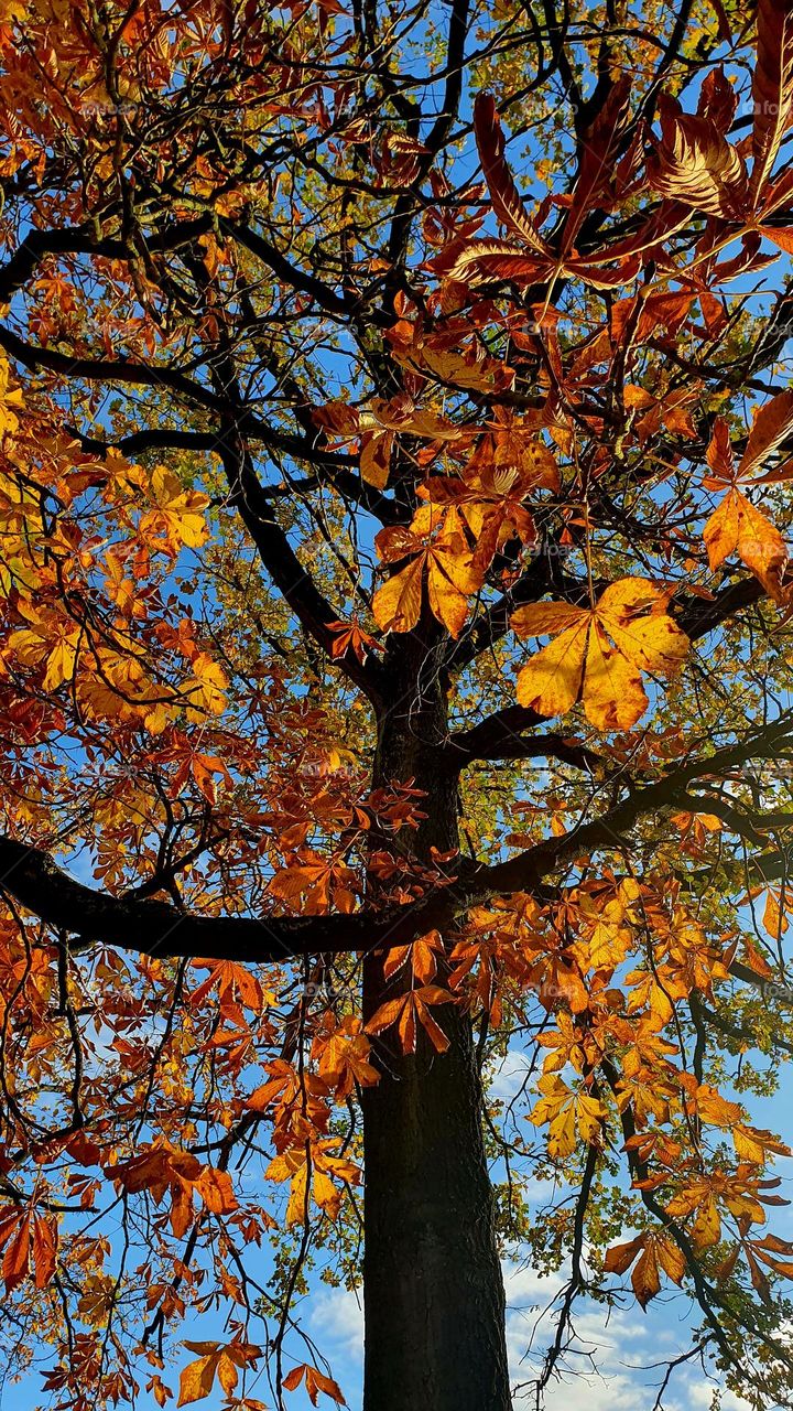 chestnut tree in Autumn - 
bright shining leaves are falling - colors of Autumn