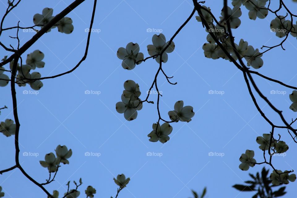 dogwood above under blue dkies