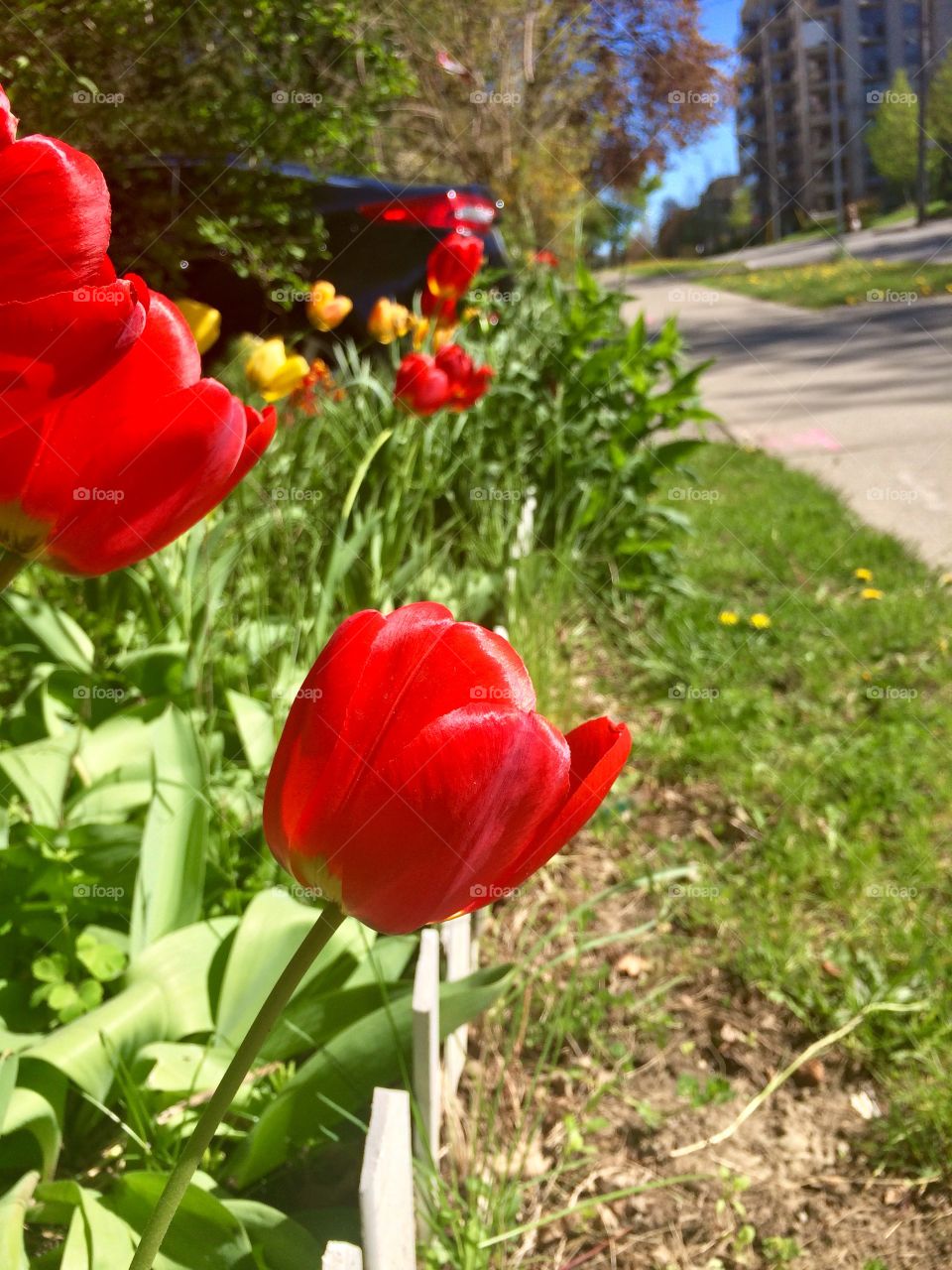 Tulips