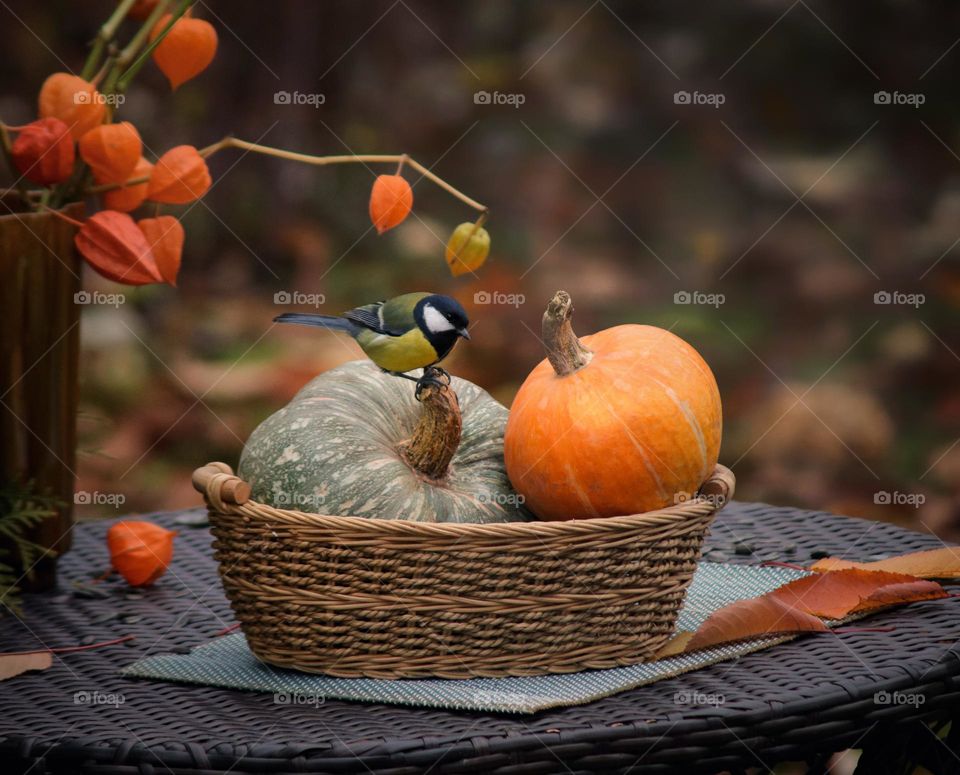 autumn still life with pumpkins in a basket and a titmouse