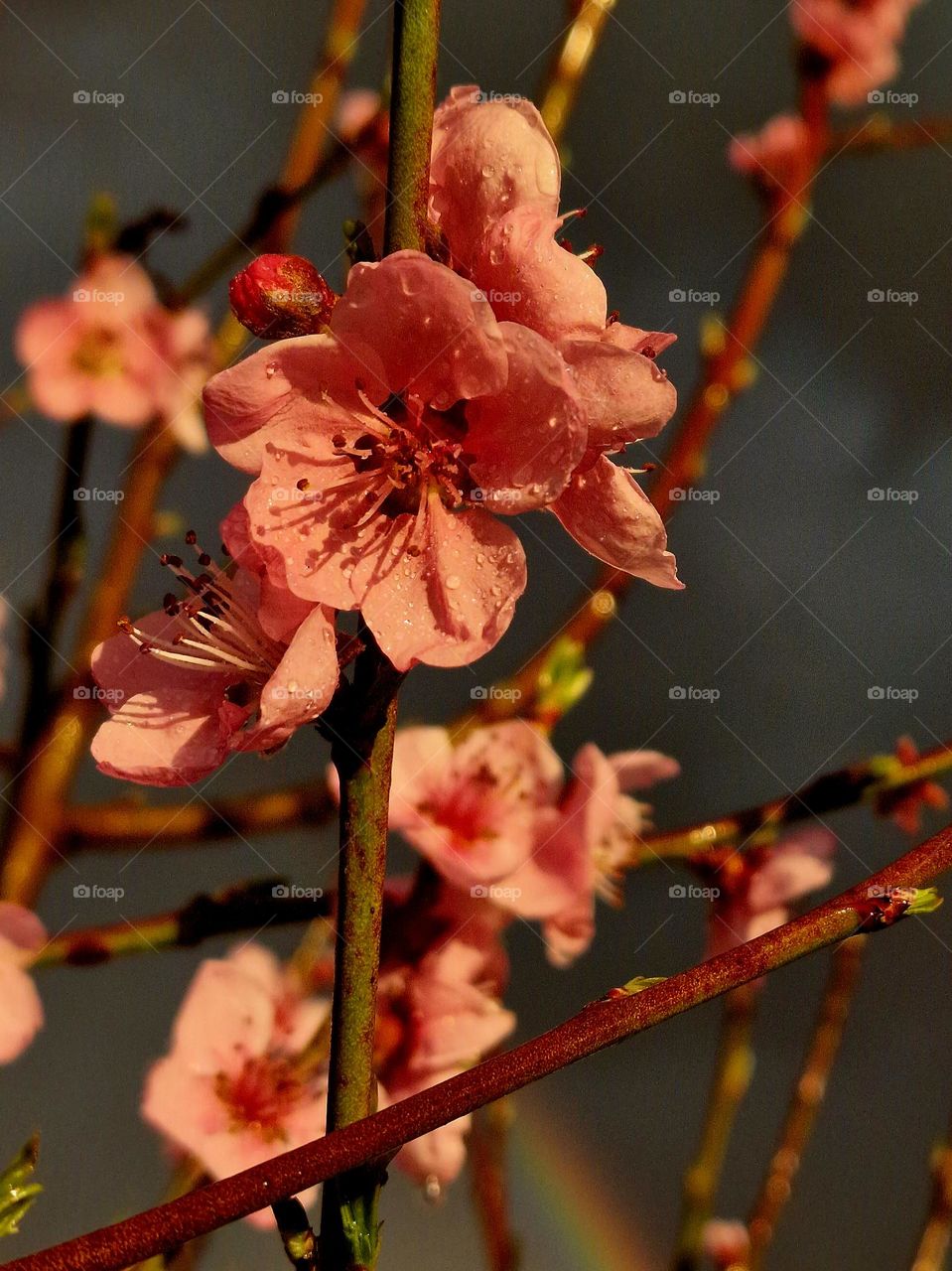 the flowers of the trees in the spring