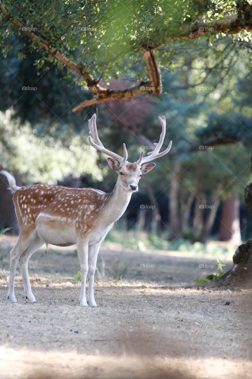 beautiful deer with amazing antlers