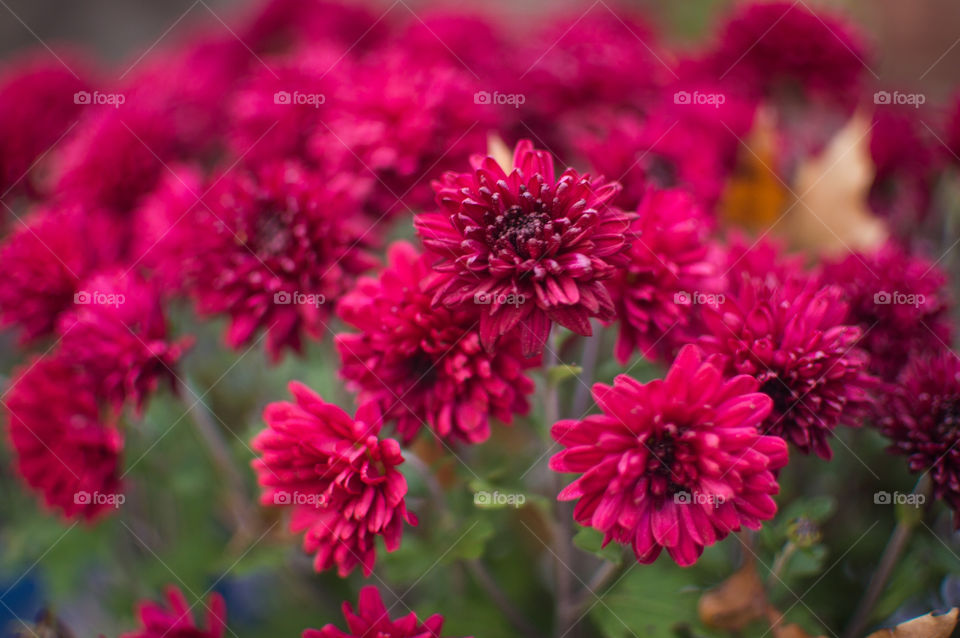 garden flower red fresh by bushler14
