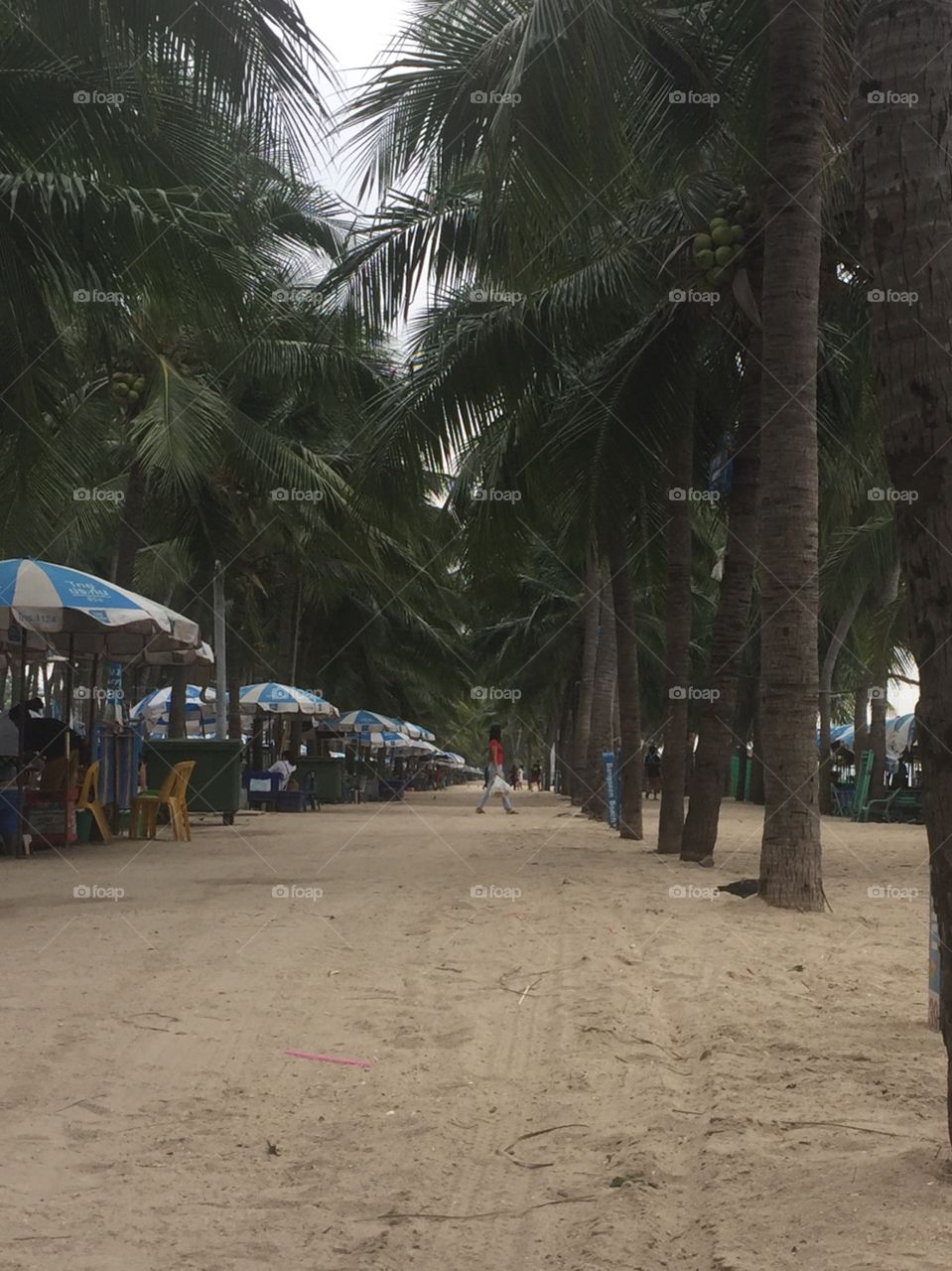 Tree in the beach 