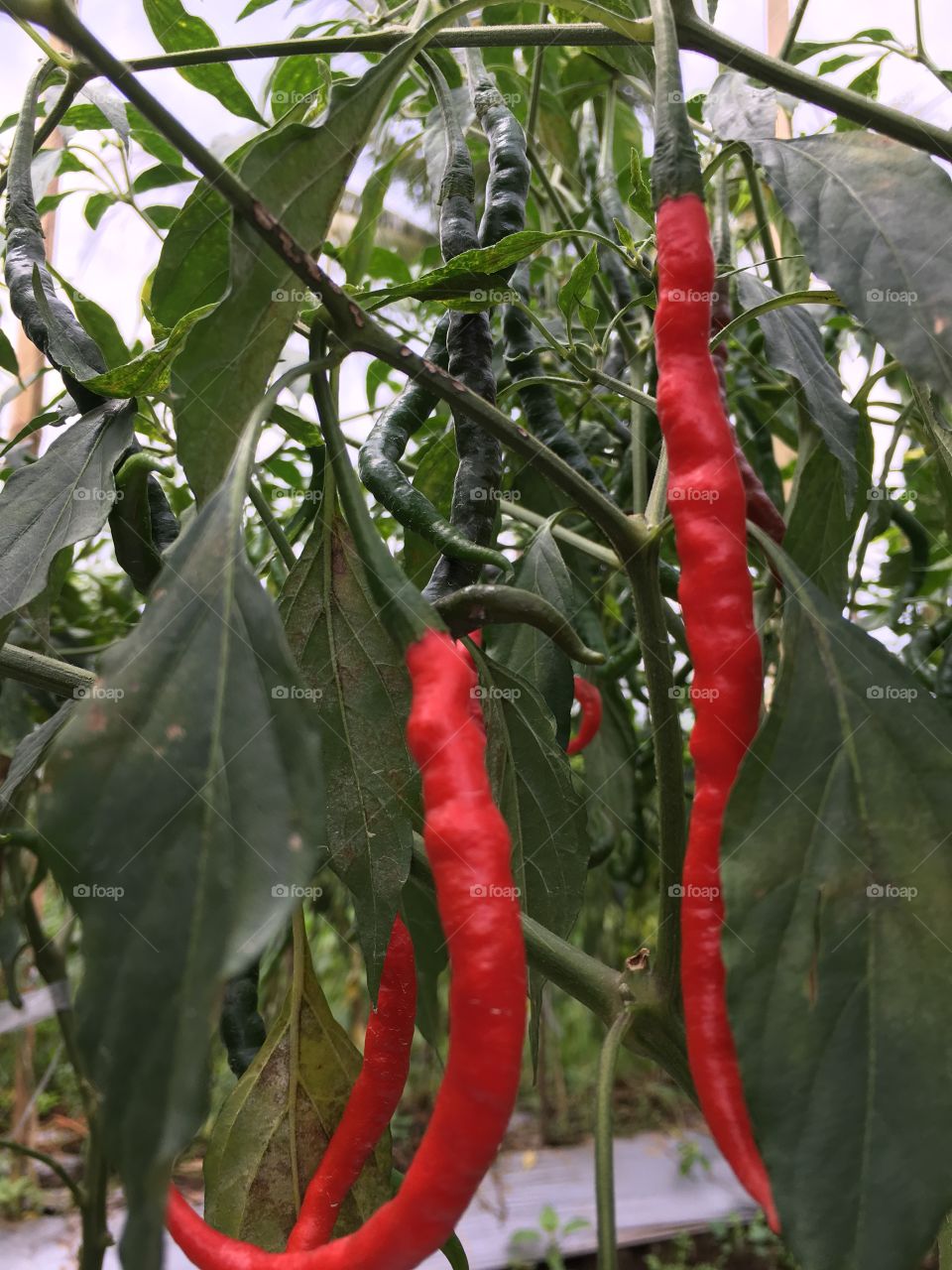 Red chili plant