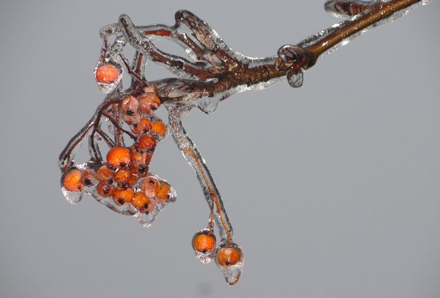 Icy branch of rowan