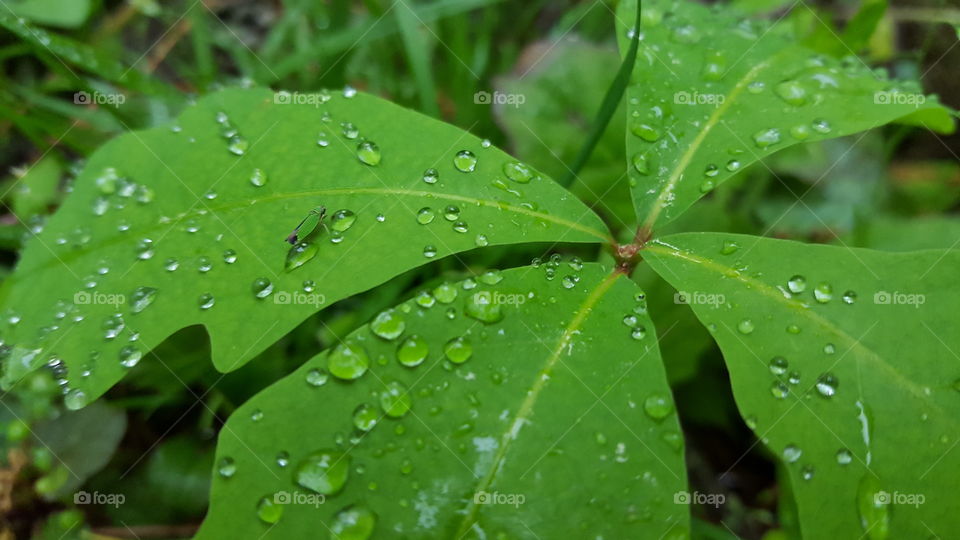 Green leaf with a bug and water drops