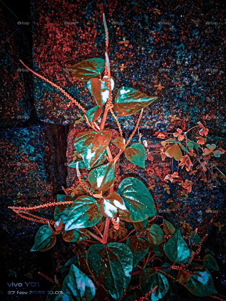 flowers on the roadside vines