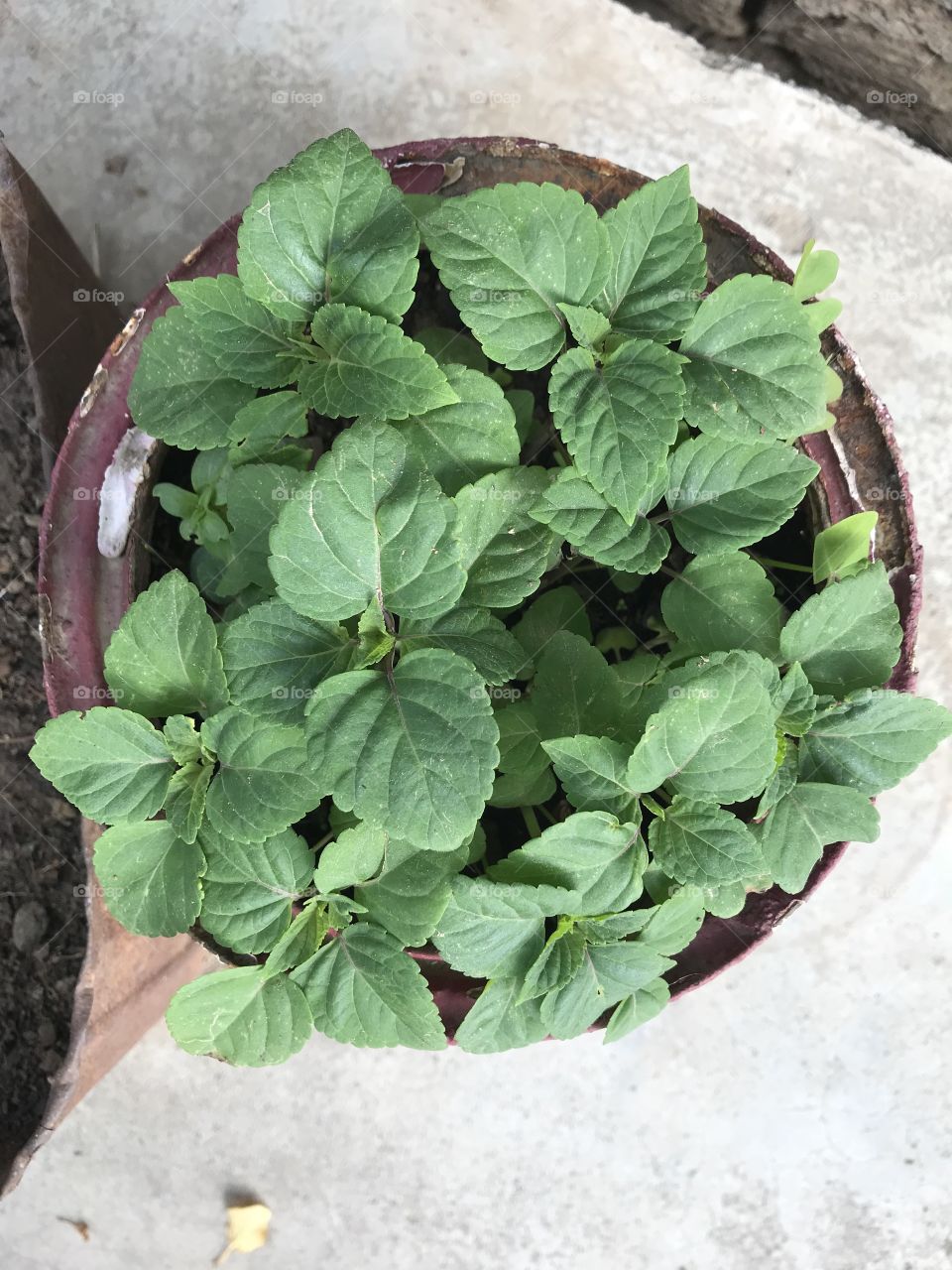 Flower plants nursery 
