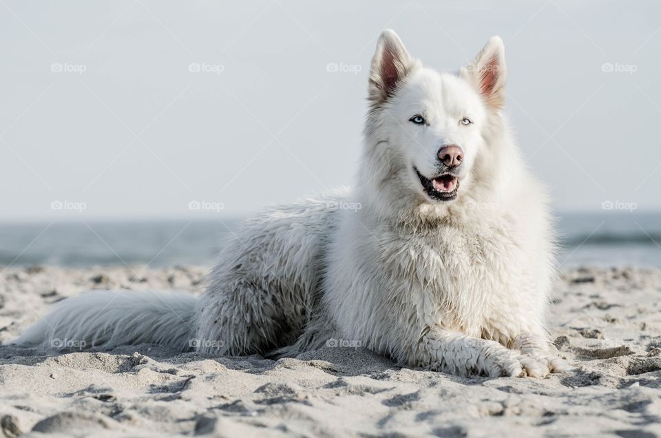 Dog sitting on sand facing camera