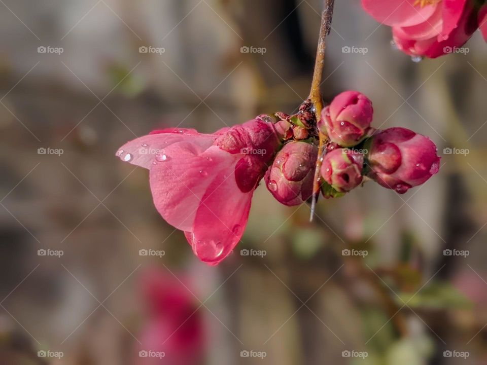 Chaenomeles speciosa