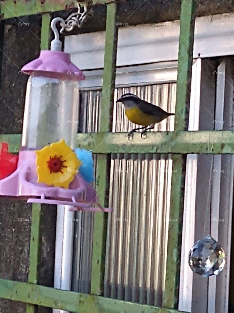 Pássaro da mata atlântica