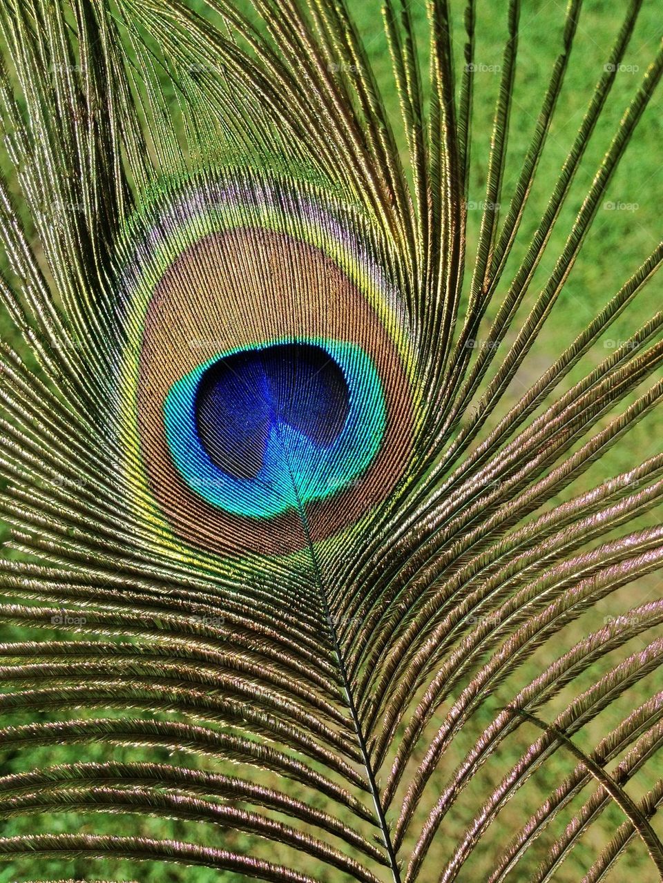 Peacock feather