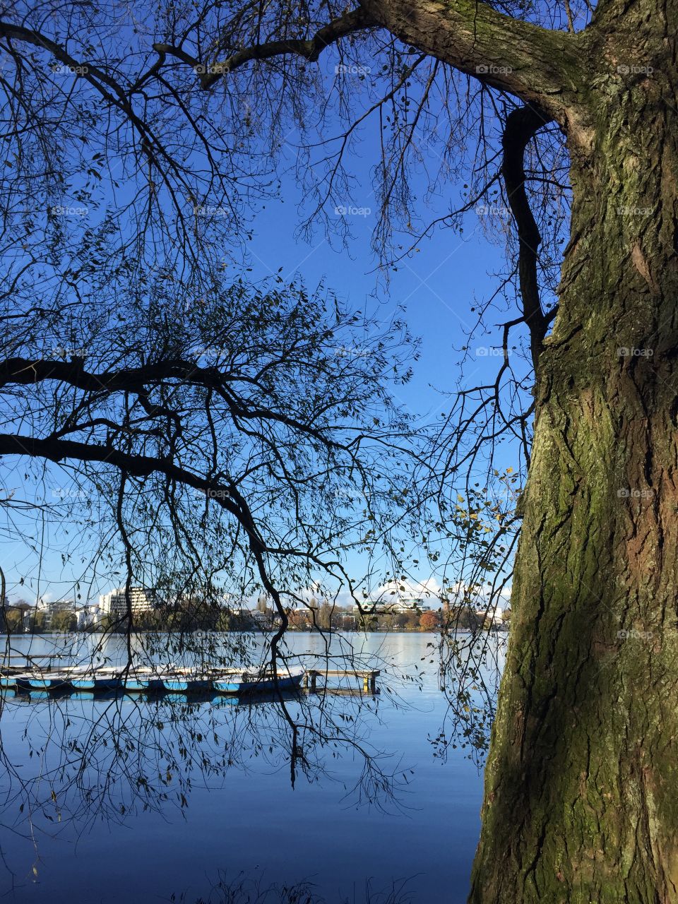 Tree at the lake