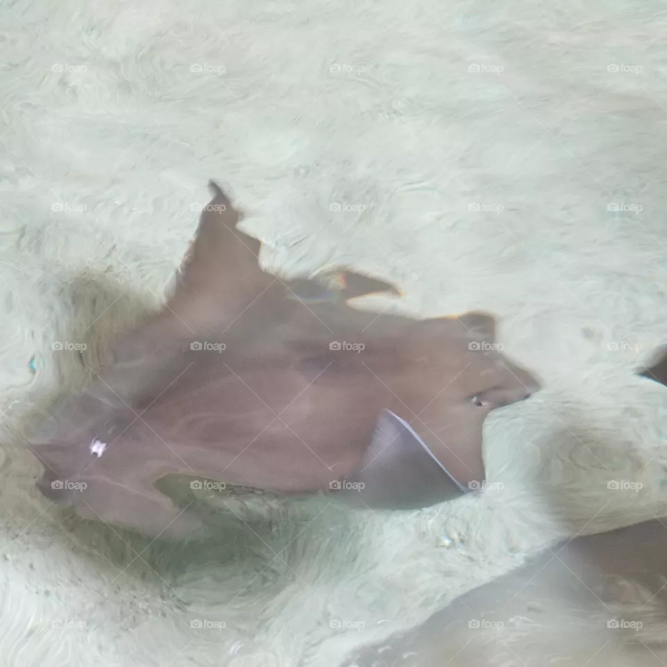 stingray swimming