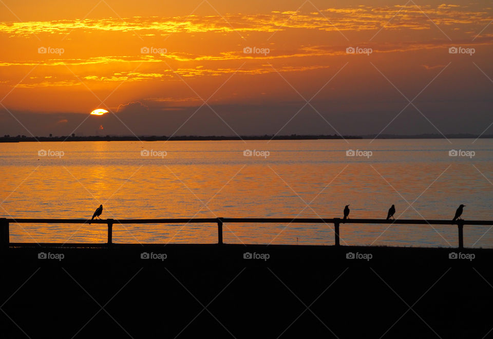 Sunrise with birds on a railing