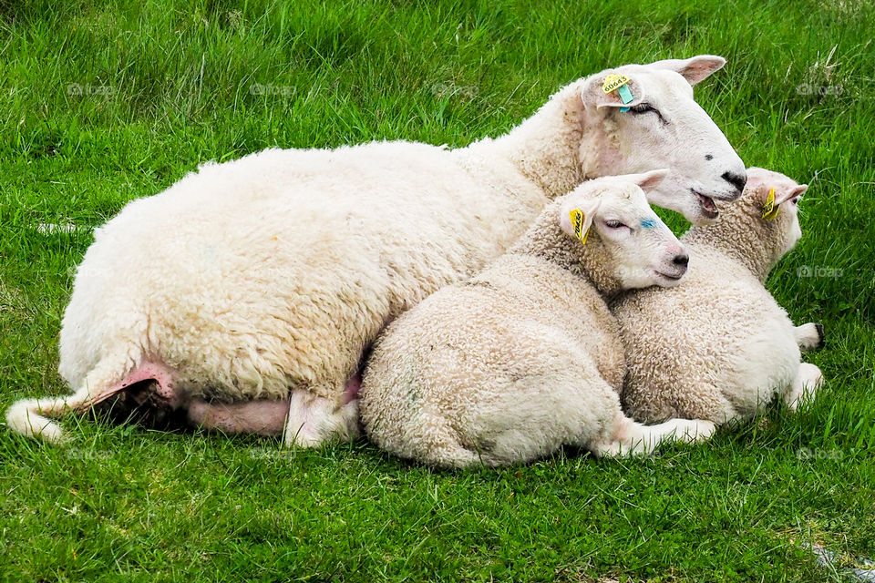 Sheep family. 