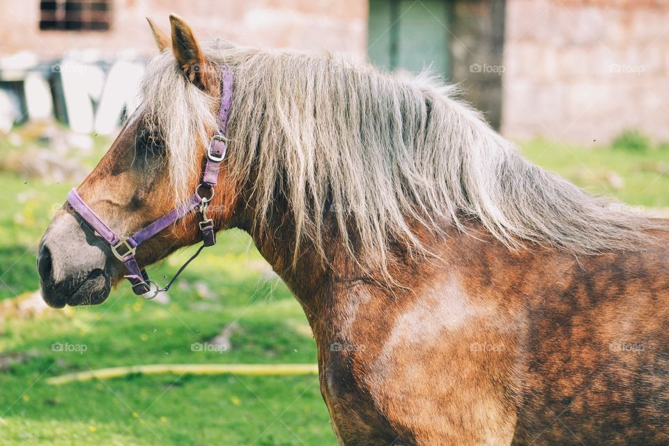 Beautiful horse