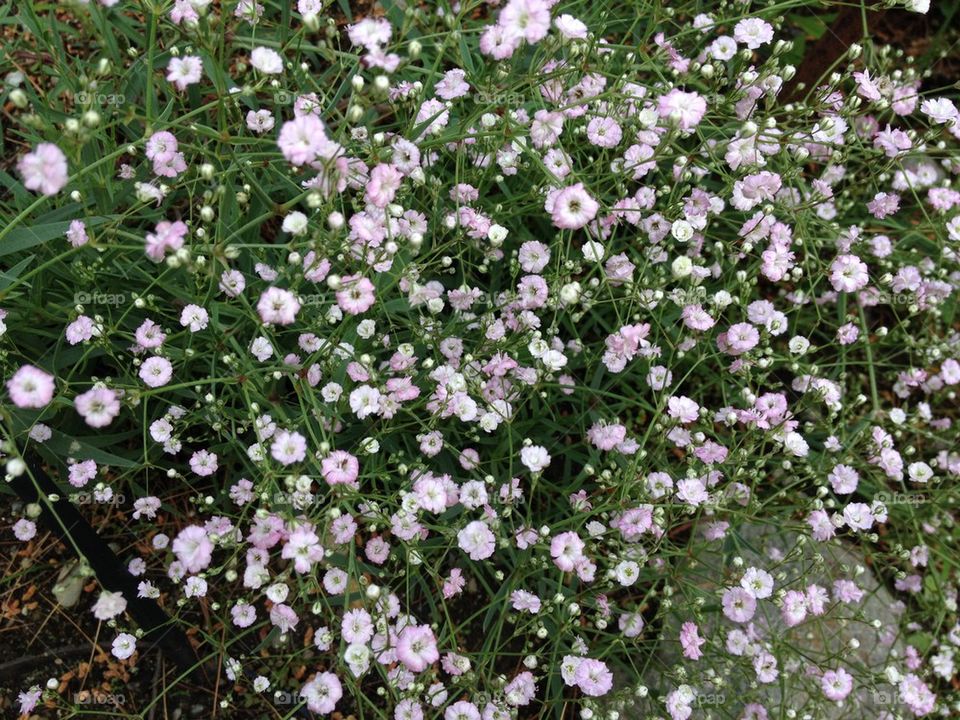 BABYS BREATH FLOWER