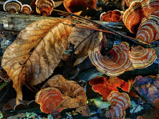 Colorful Forest Decor 