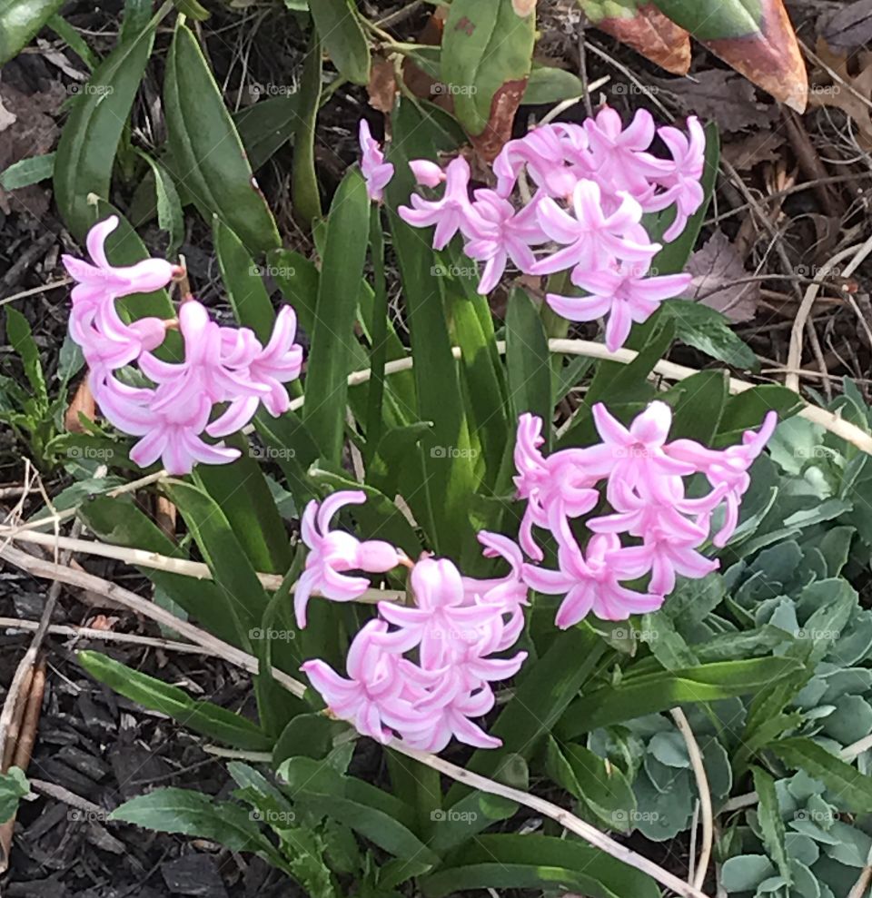 Pink hyacinths in early spring 