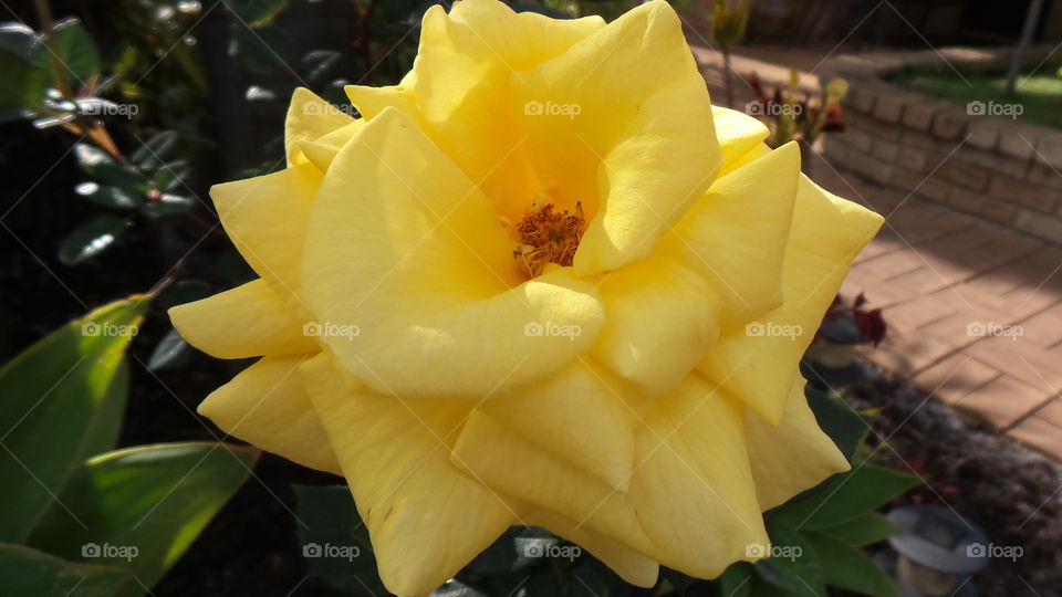 yellow rose in bloom