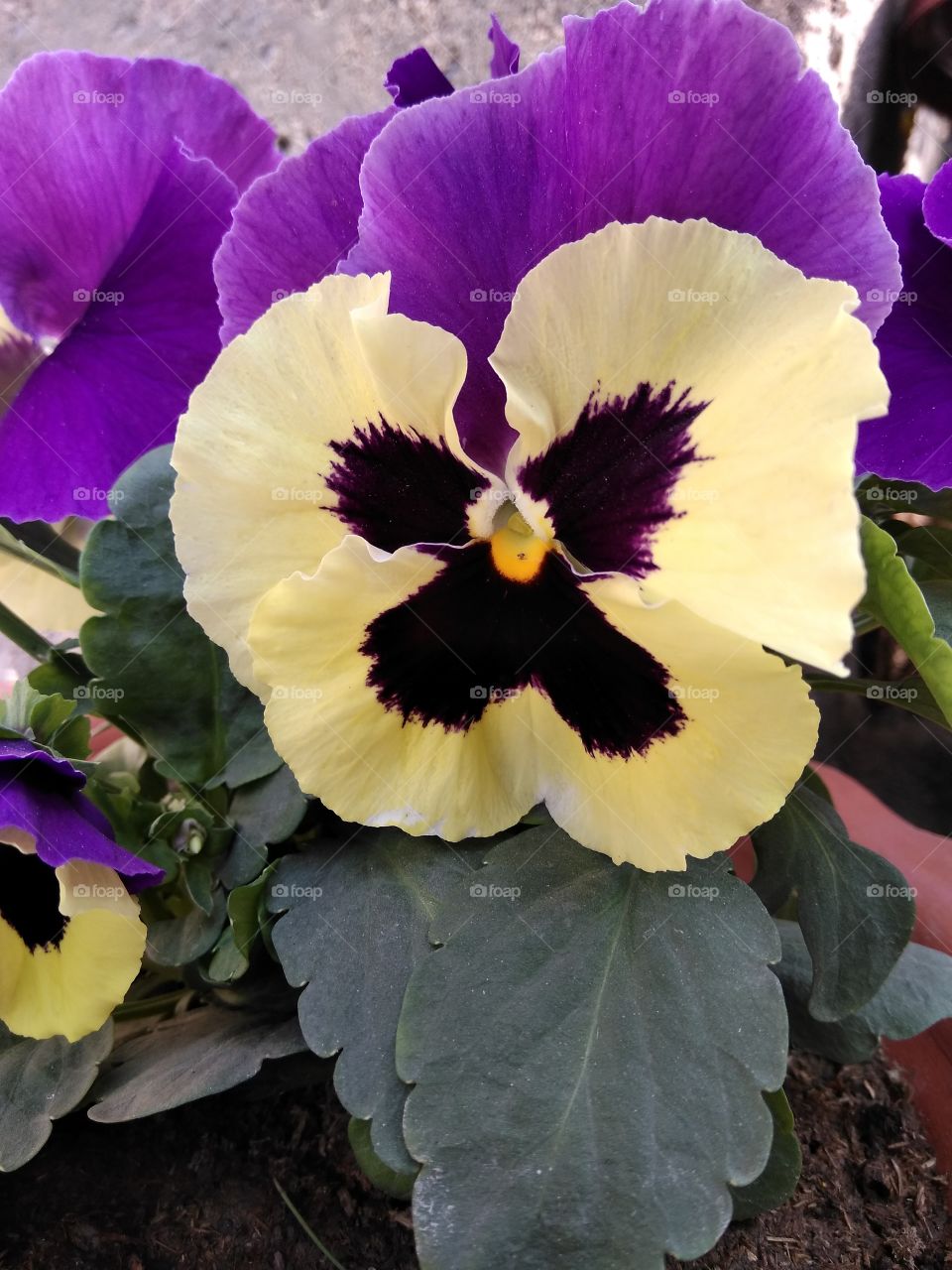 Flower in  yellow and violet colour...
#Rajtagged