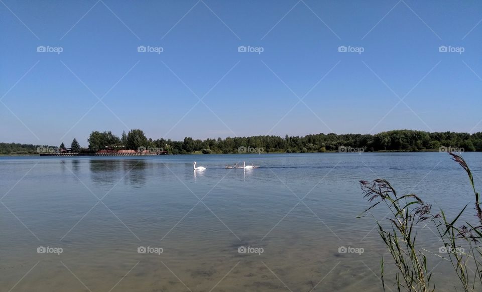 swans family on a lake summer landscape blue sky background