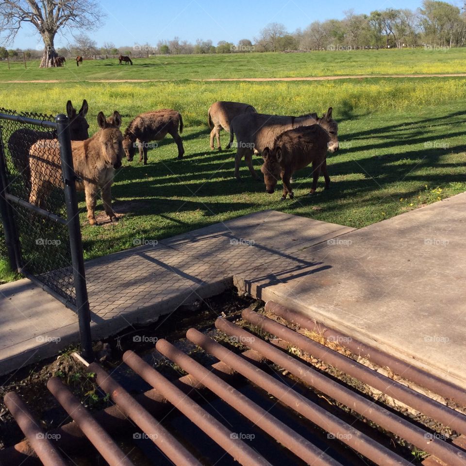 Donkeys pet animals at ranch