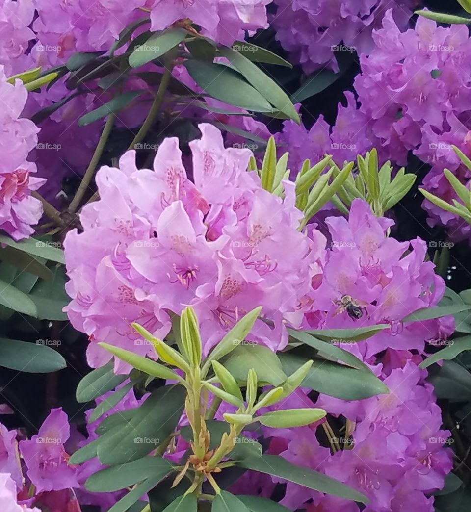 Rhododendron bush