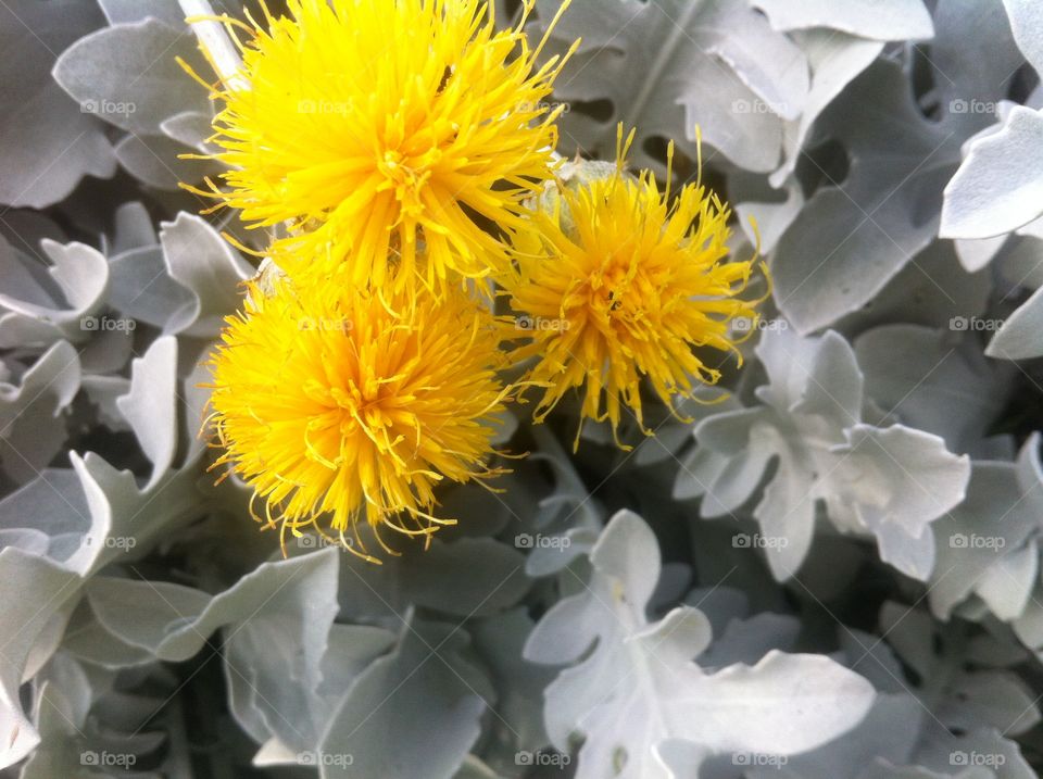 Yellow Flowers With white Leaves