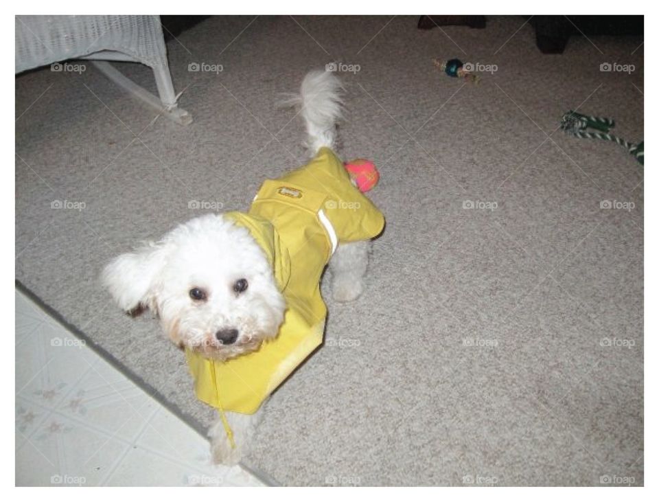 Dog in Rain-jacket 