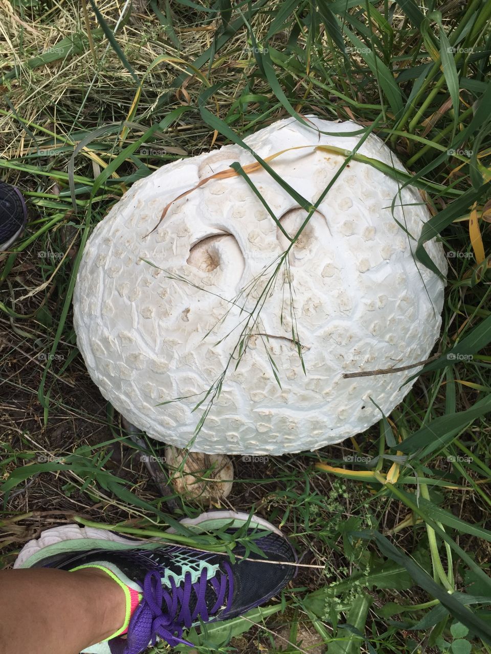 May be largest mushroom of this type I have come across . 
