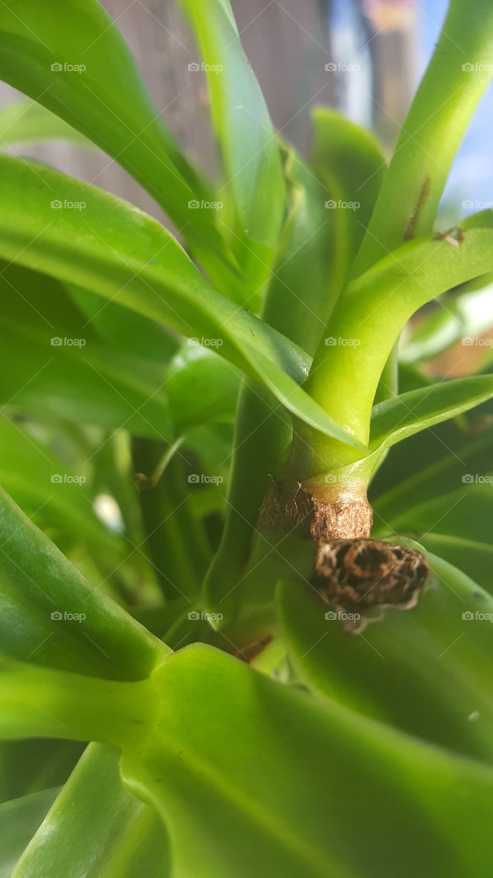 up close plant