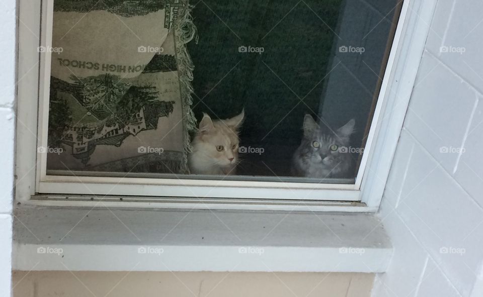 Uncles Frisco & Falcon