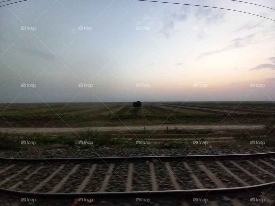 alone tree in the field at evening during train travelling