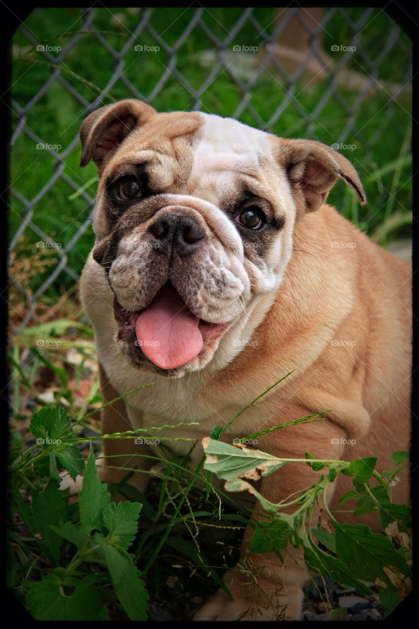 smile dog animal bulldog by Cheshirepoet