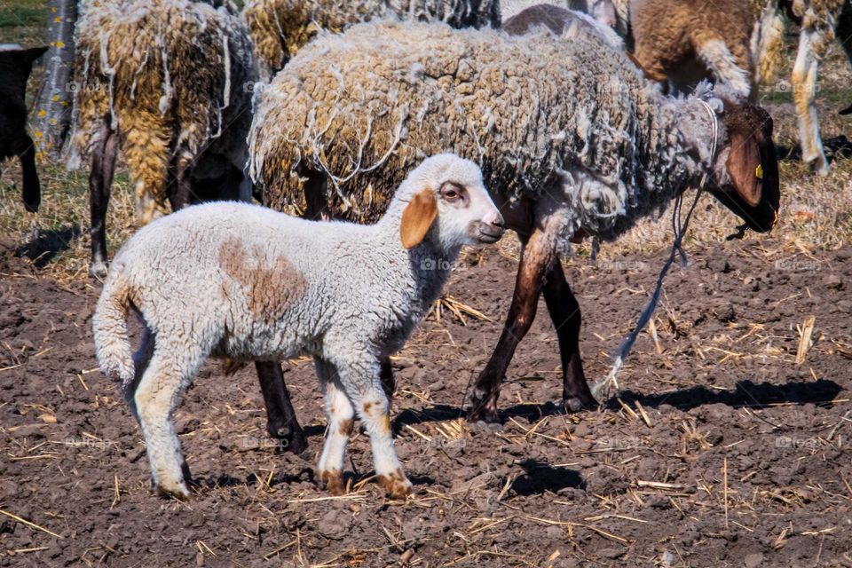 A flock of sheep and a small sheep