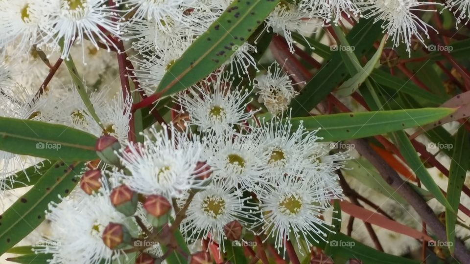 Eukalyptus Flowers