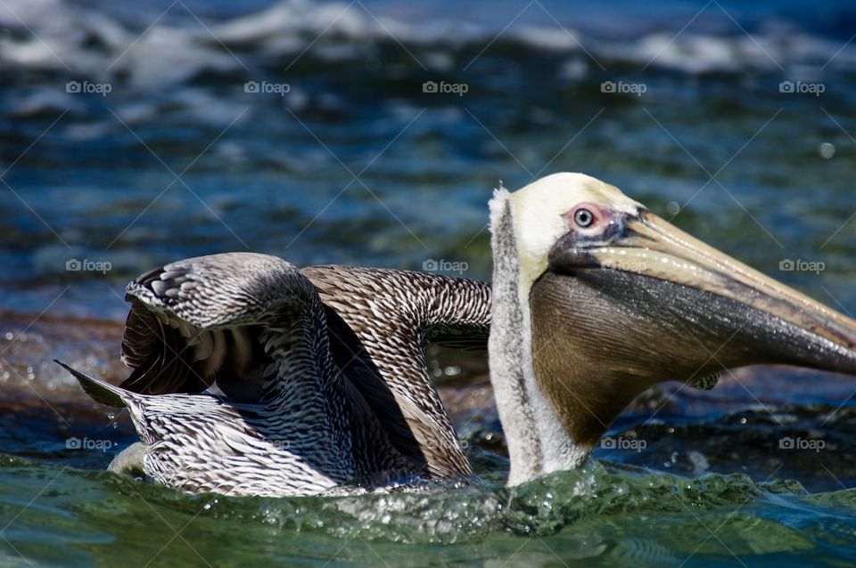 Pelican