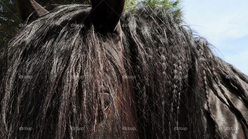 head of a black horse