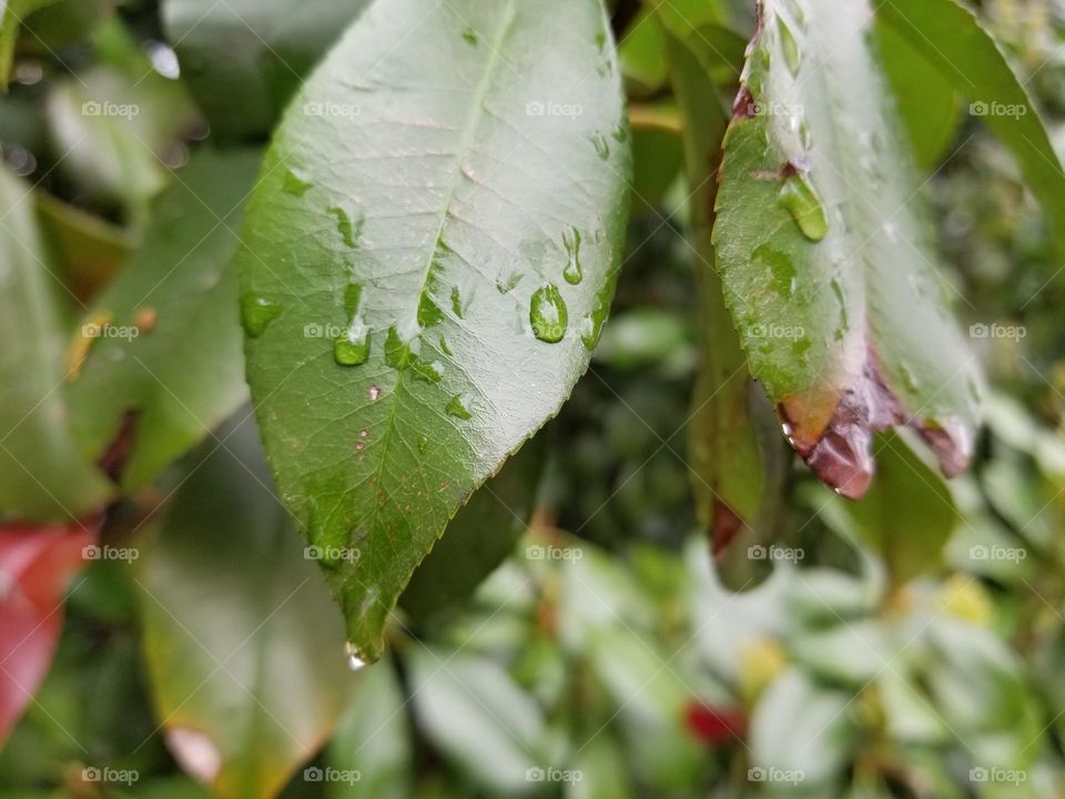 Rain Drops on a Red Tip Photinia Leaves