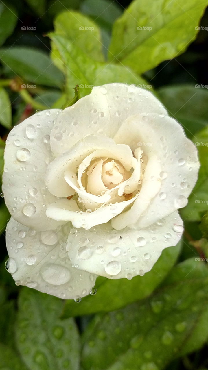 raindrops on rose petals