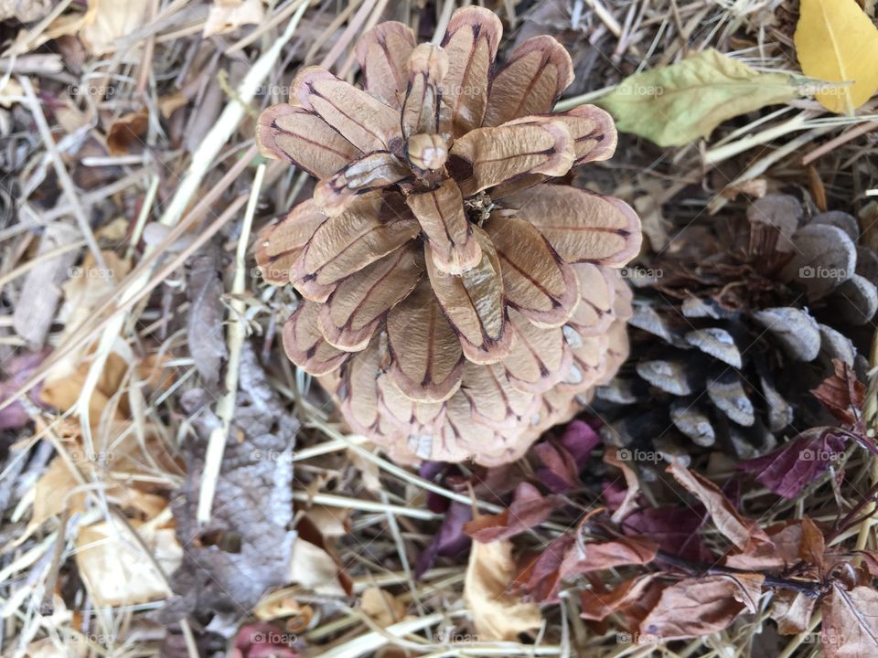 Pinecone in the wood