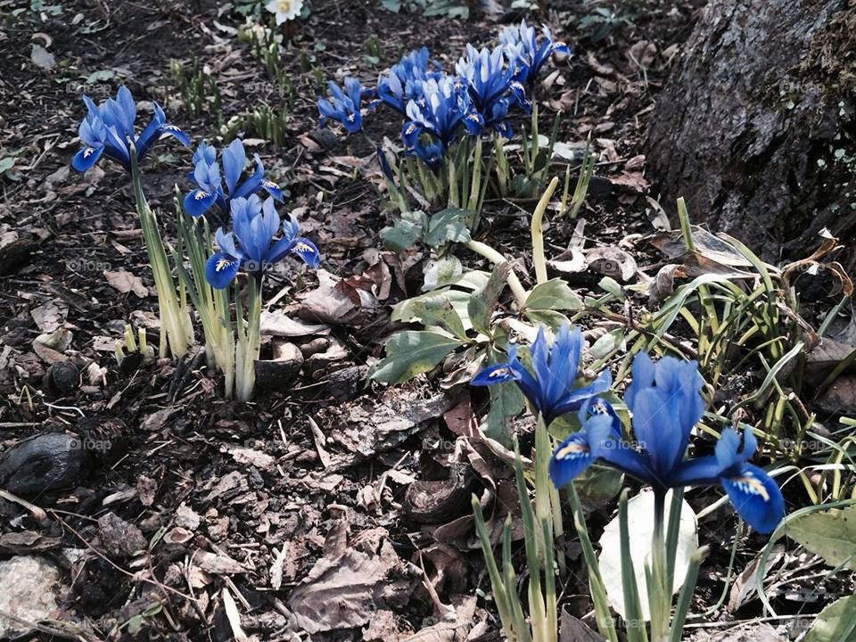 Beautiful Yellow-Bearded Irises
