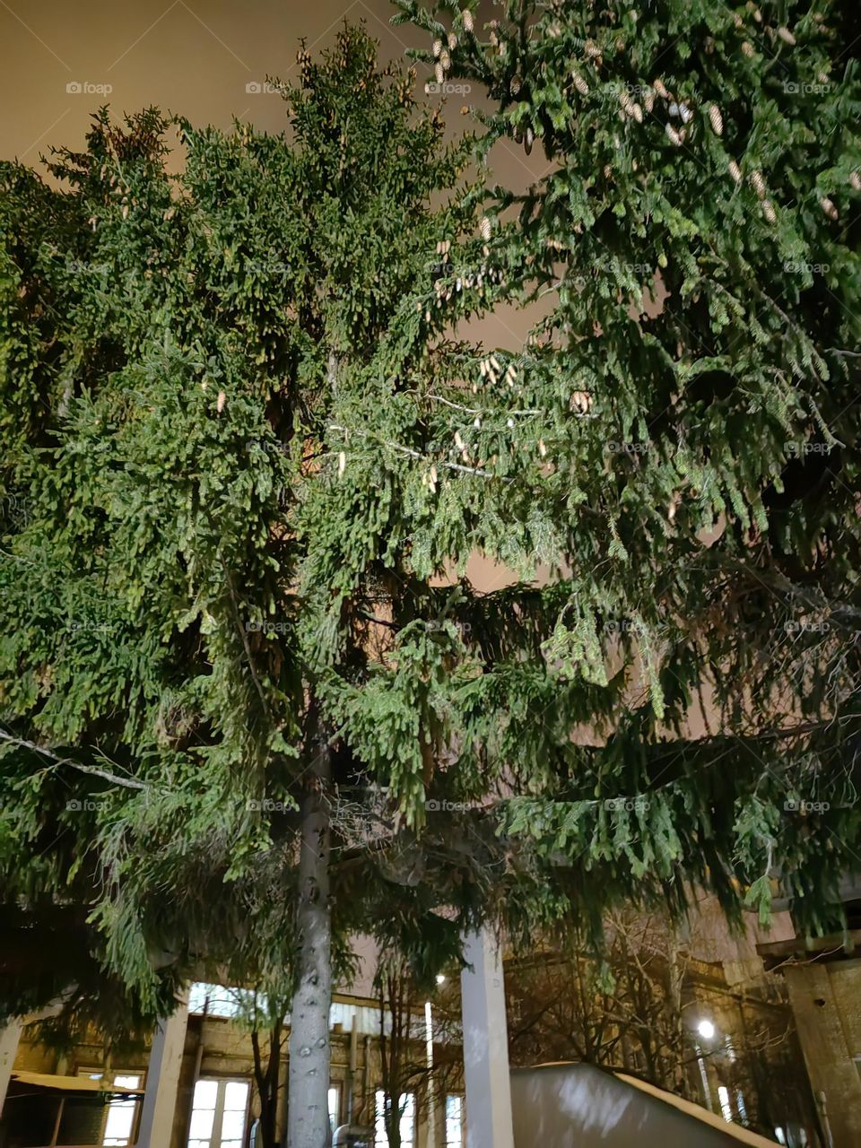 Белорусская ель