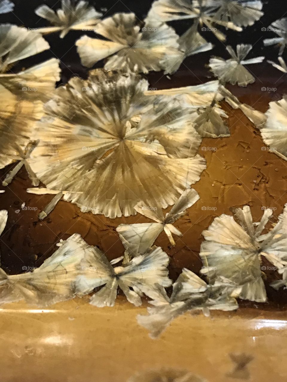 Pressed dried flowers 