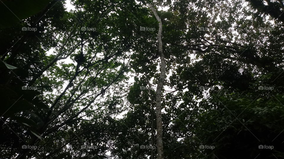 Mata Árvore Nublado