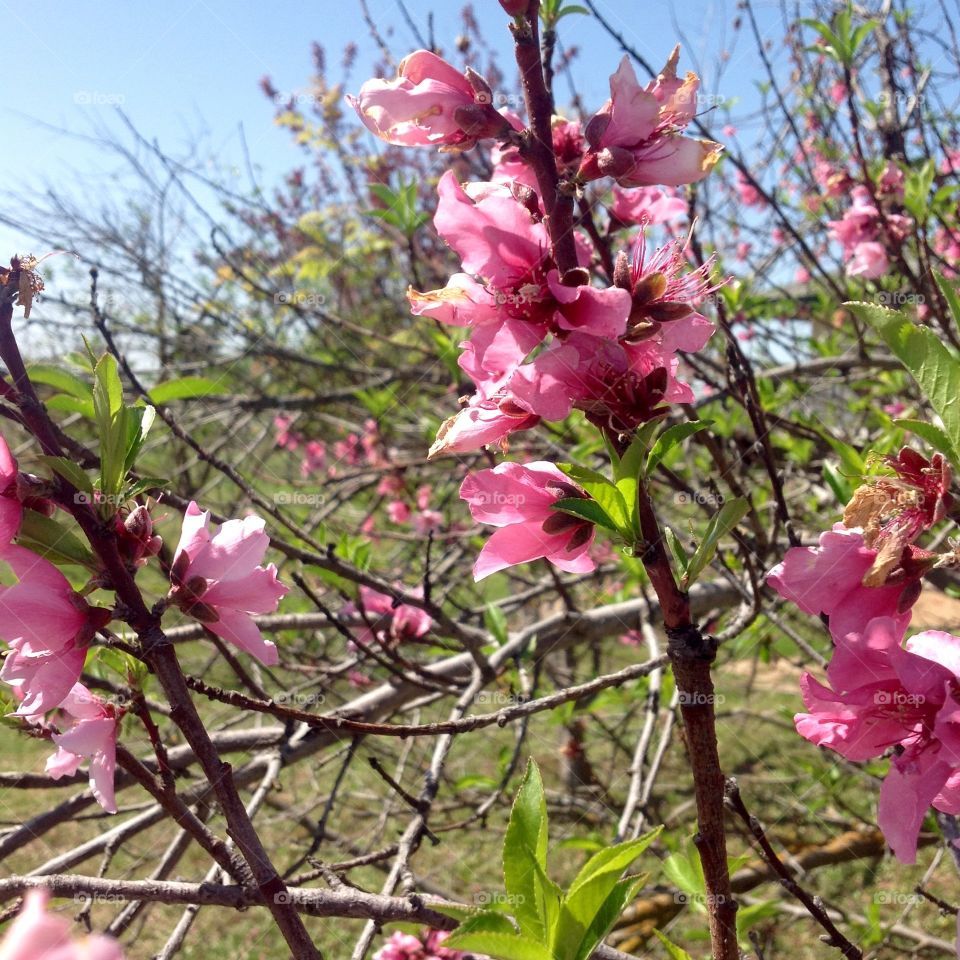 Peach tree springing up flowers first 