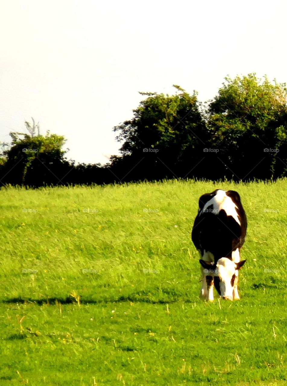 rural landscape 